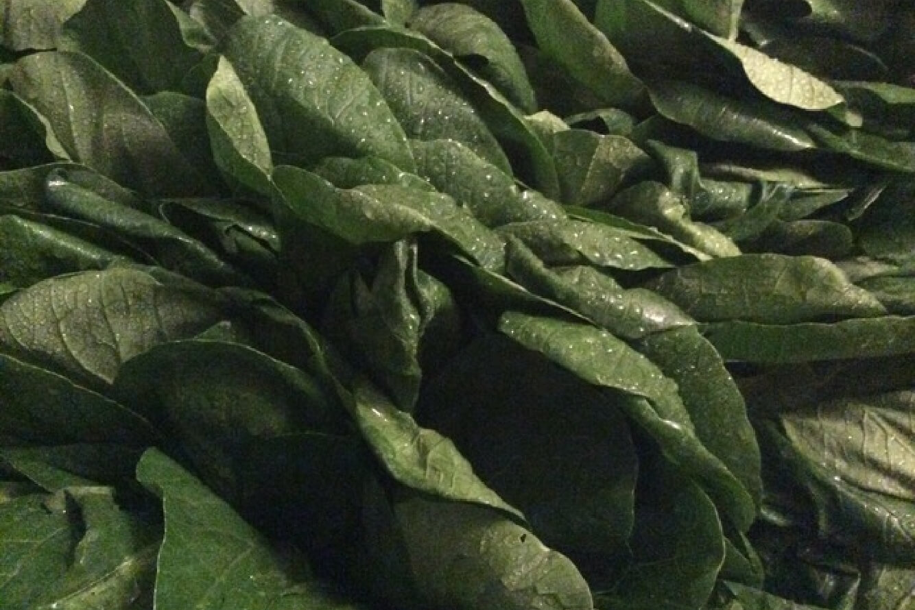 堆肥を使って育てた有機野菜